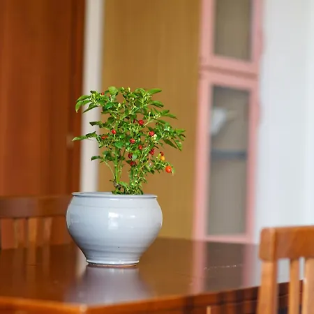 Castello's Tropea B&B *