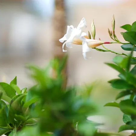 B&B Castello's Tropea