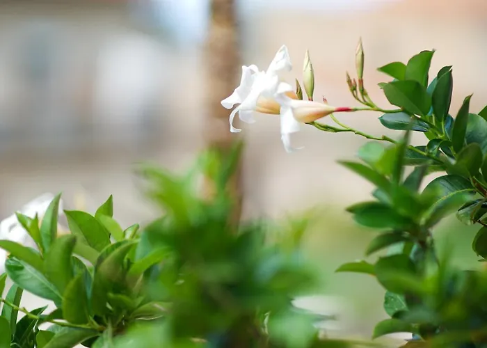 לינה וארוחת בוקר Castello's Tropea